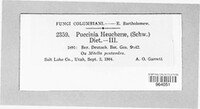 Puccinia heucherae image
